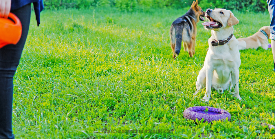 How to Train Your Dog Not to Bite?