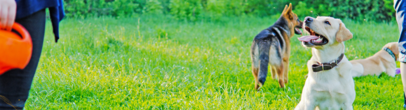 How to Train Your Dog Not to Bite?