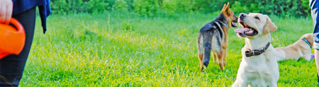 How to Train Your Dog Not to Bite?