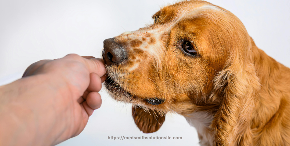 Creating a Demand Letter for Dog Injury Claims: An All-Inclusive Overview