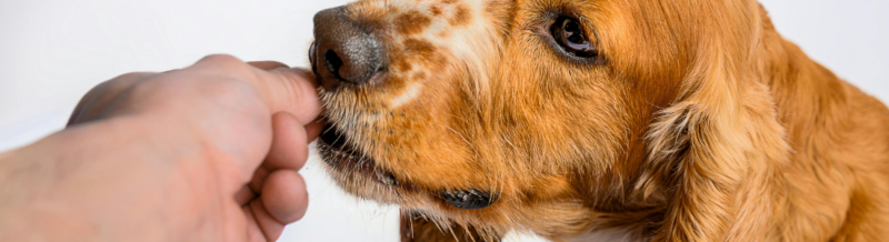 Creating a Demand Letter for Dog Injury Claims: An All-Inclusive Overview